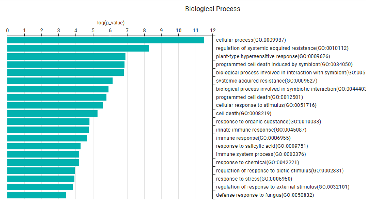 Functional Enrichment Analysis Results